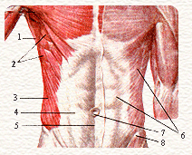 Мышцы и фасции туловища. Вид спереди. Анатомия пупочного кольца