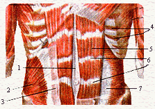Мышцы туловища (фуди и живота). Вид спереди. Анатомия пупочного кольца